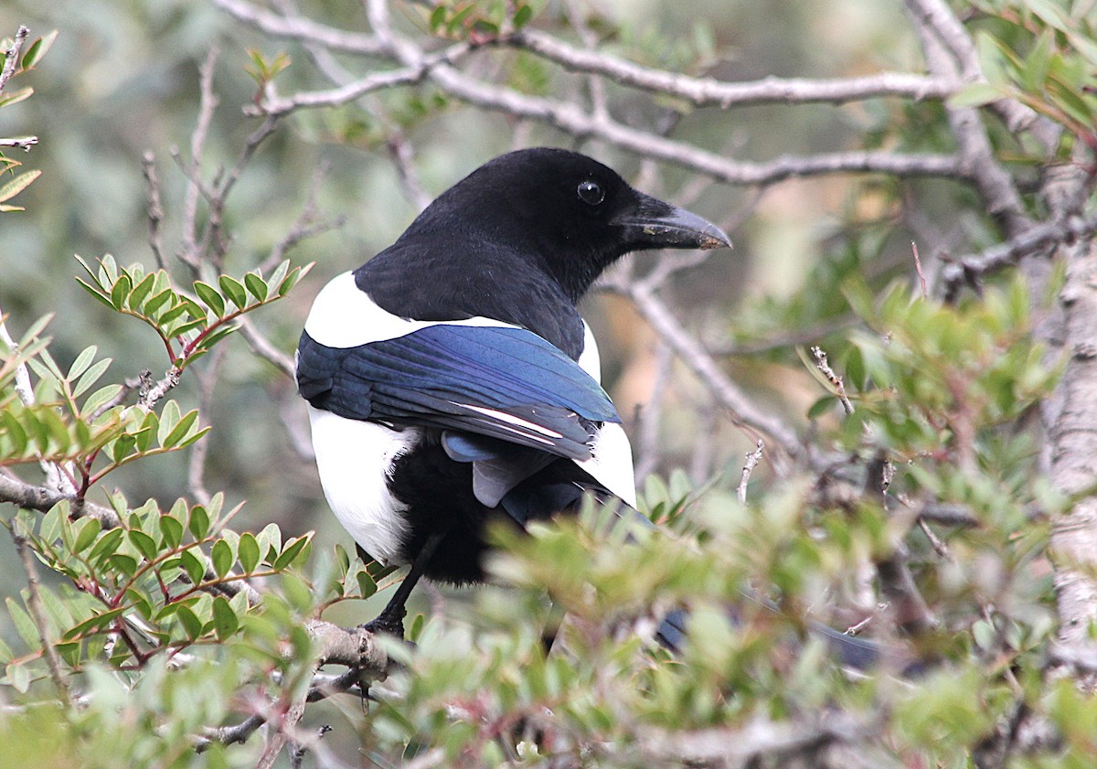Eurasian Magpie - ML647429636
