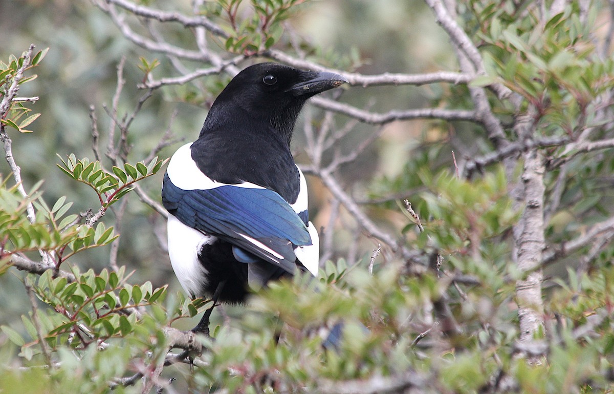 Eurasian Magpie - ML647429662