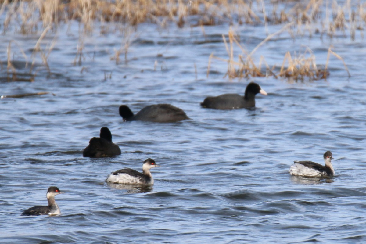 potápka černokrká - ML647429667