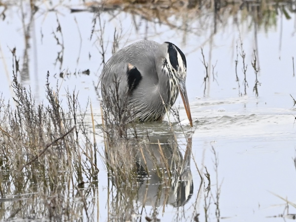 Great Blue Heron - ML647429668