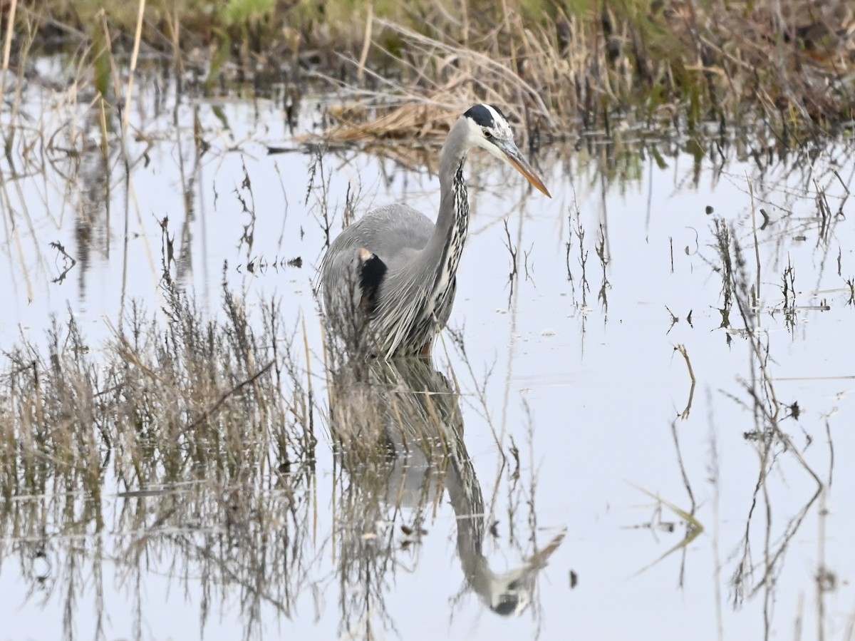 Great Blue Heron - ML647429669