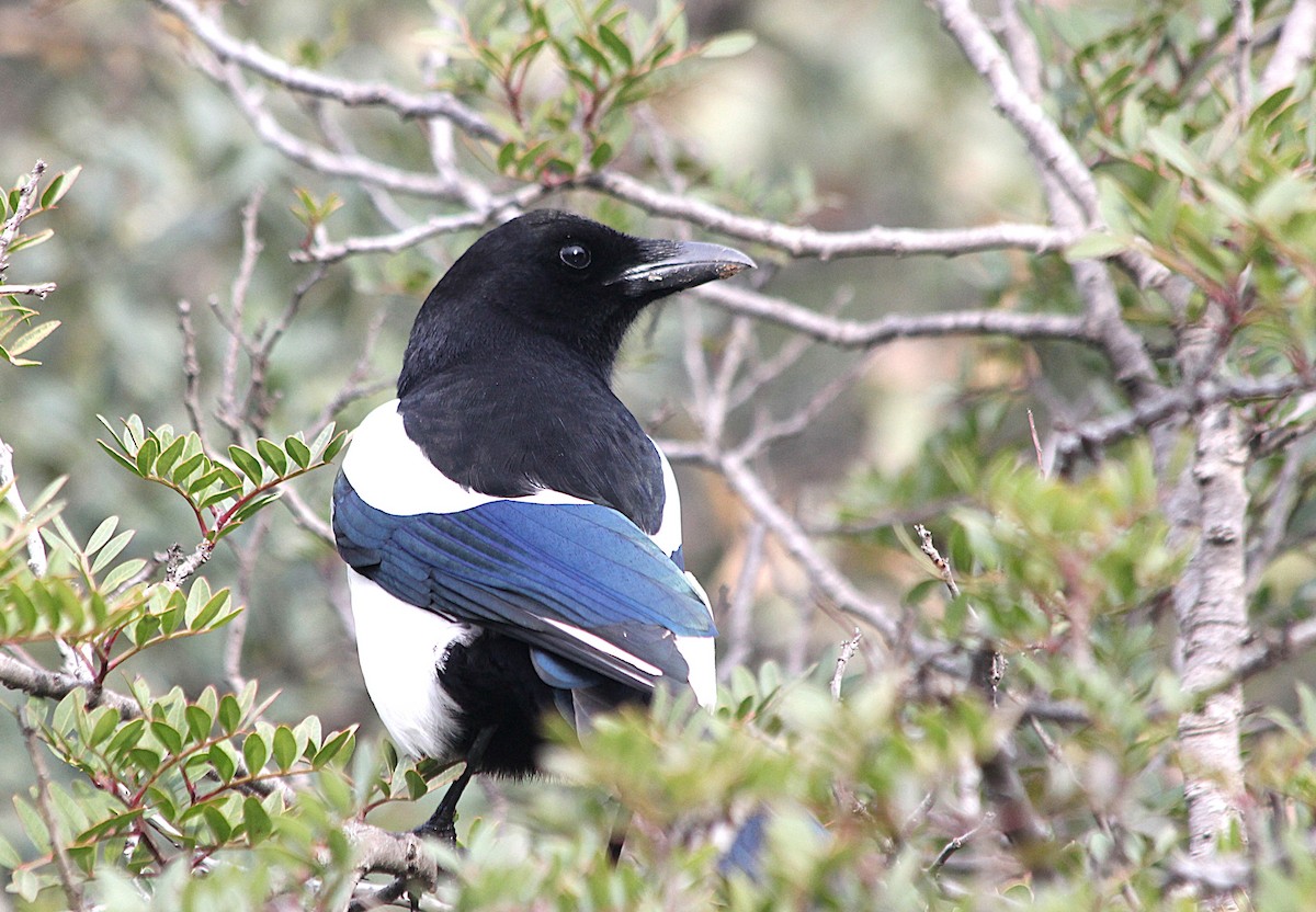 Eurasian Magpie - ML647429679