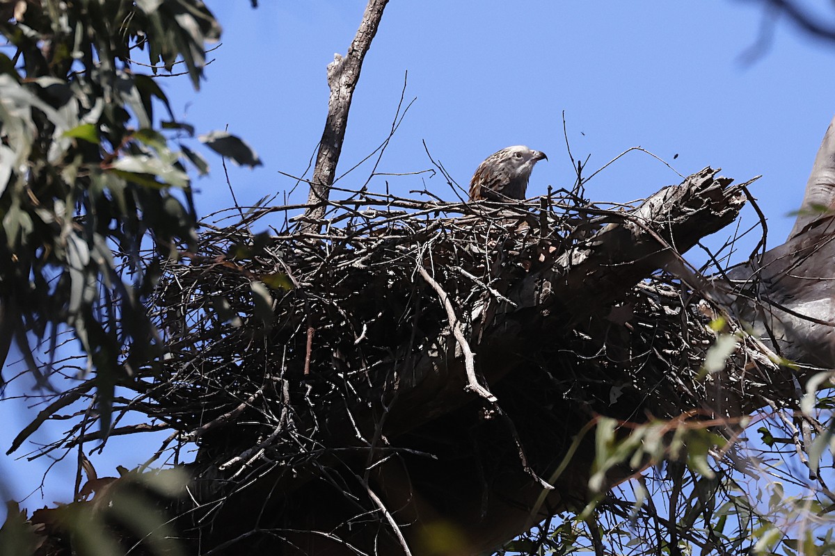 Milano Colicuadrado - ML647429684