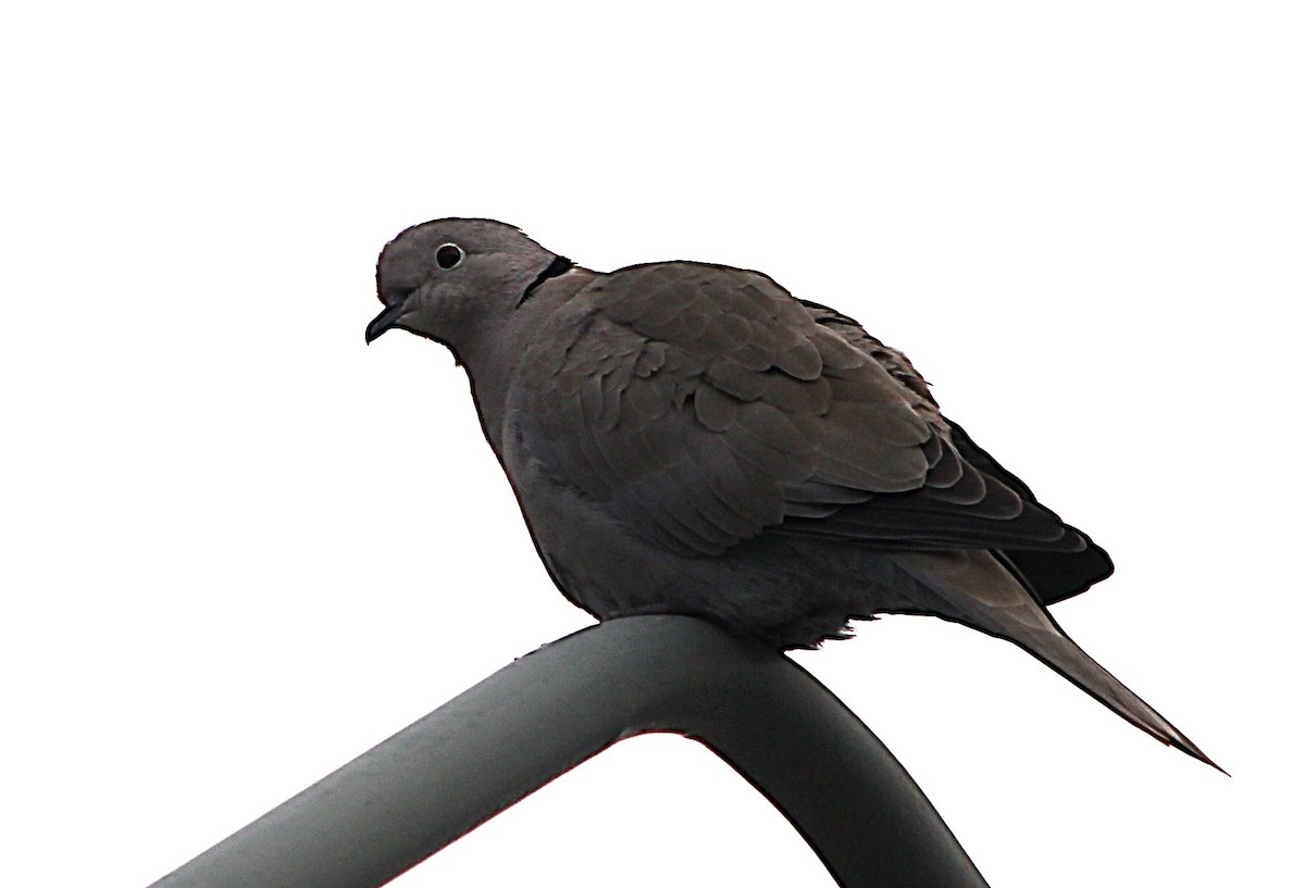 灰斑鳩 - ML647429686