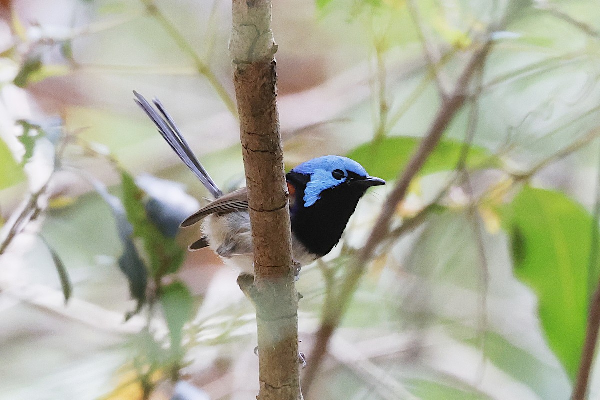 Variegated Fairywren - ML647429691