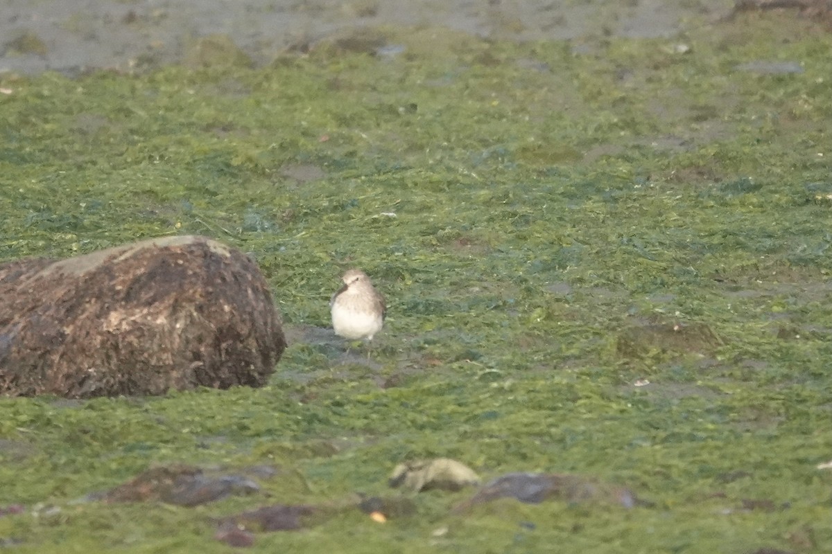 shorebird sp. - ML647429694