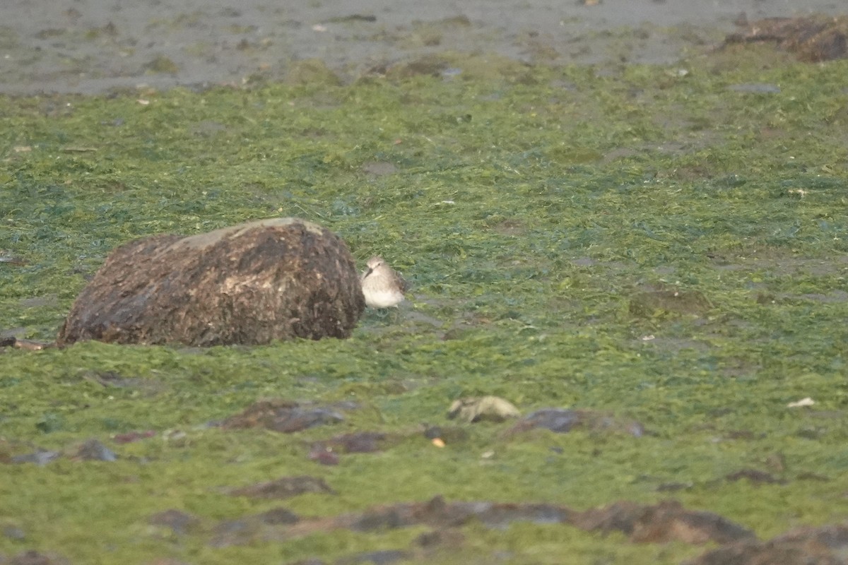 shorebird sp. - ML647429695