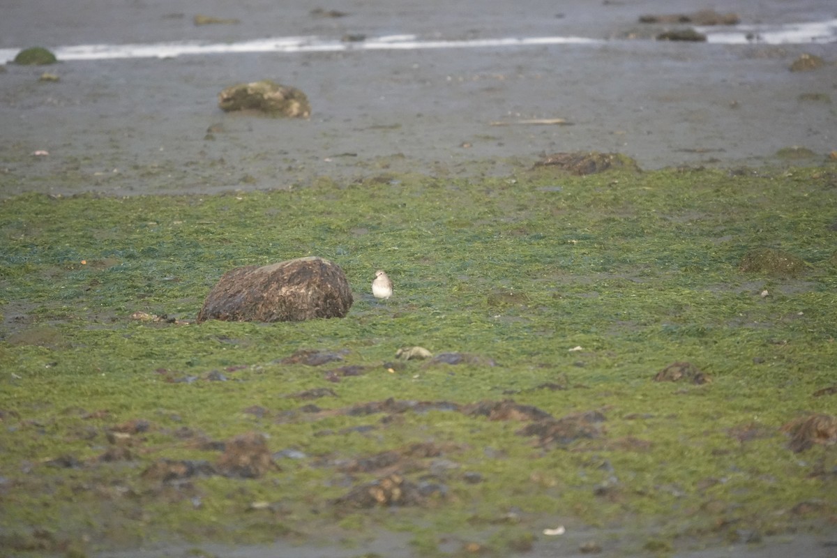 shorebird sp. - ML647429697