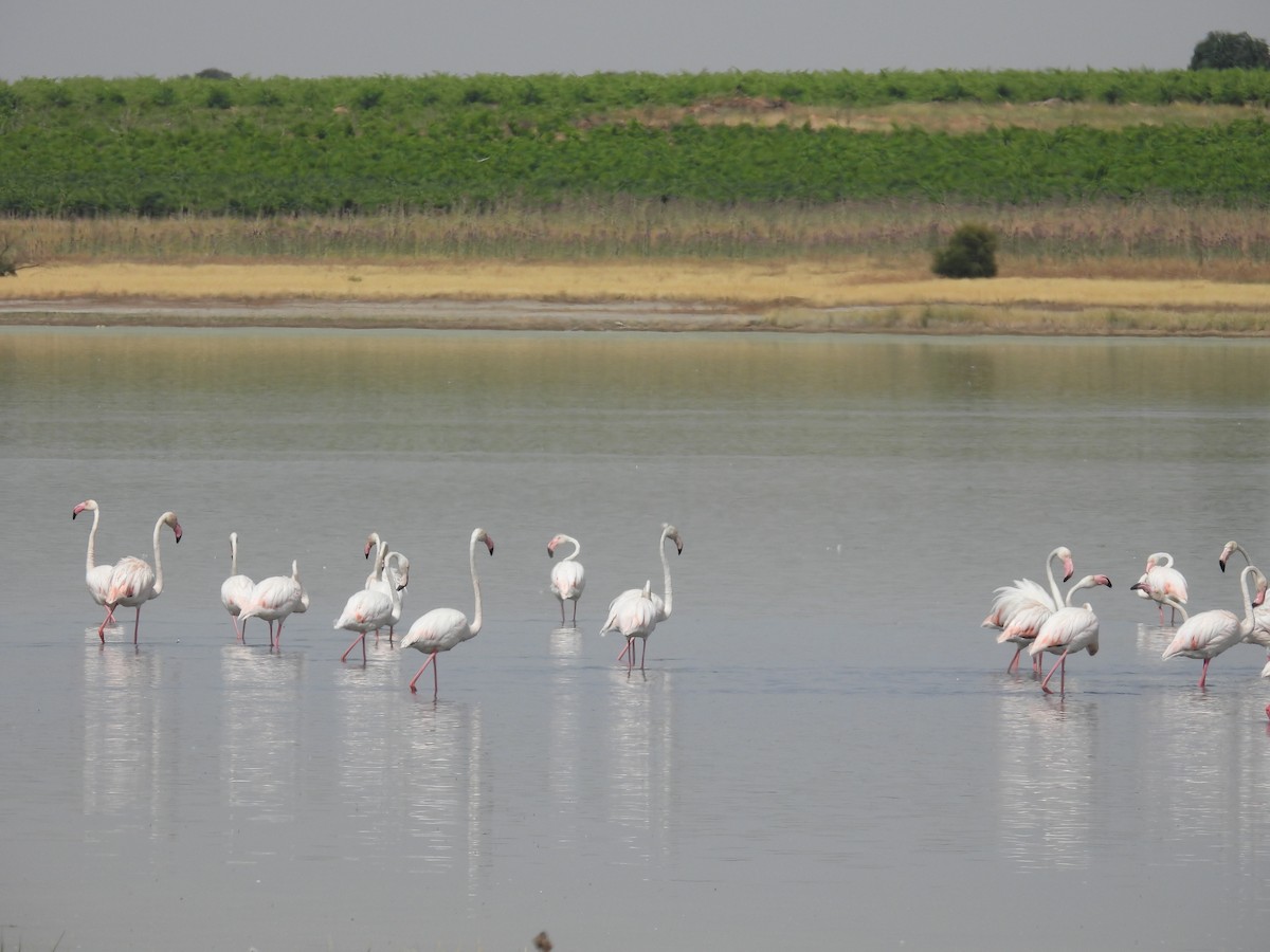 Flamant rose - ML647429717