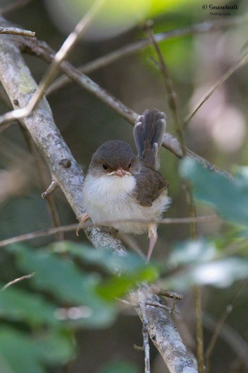Superb Fairywren - ML647429722
