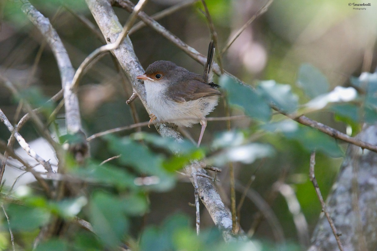 Superb Fairywren - ML647429723