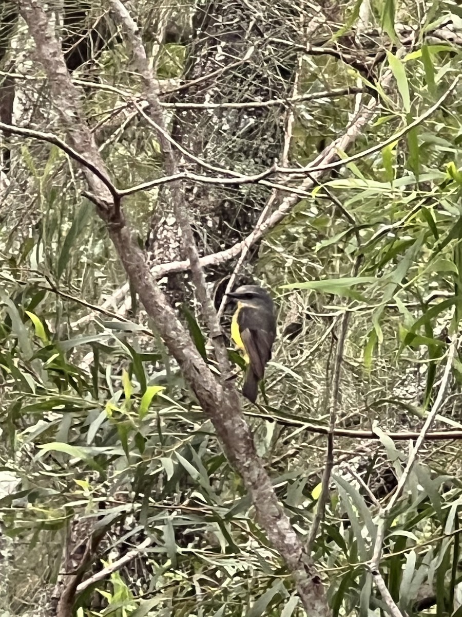 Eastern Yellow Robin - ML647429729