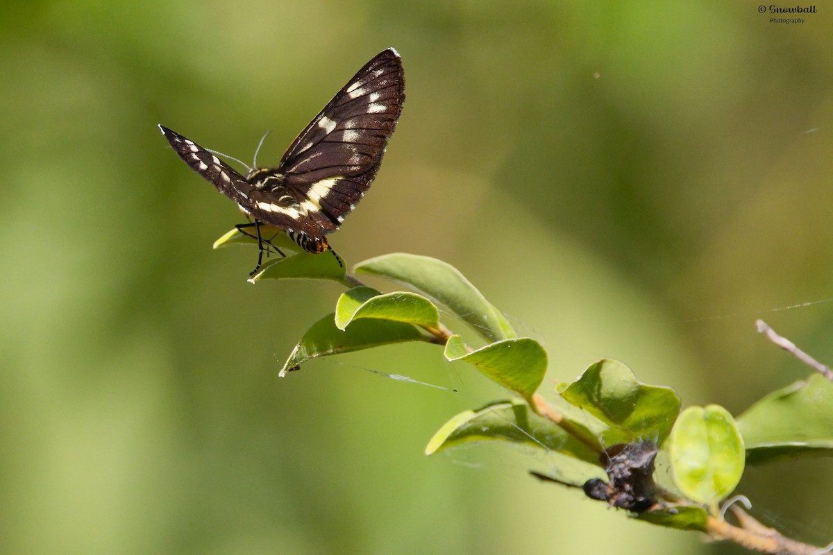Australian Grapevine Moth - ML647429732
