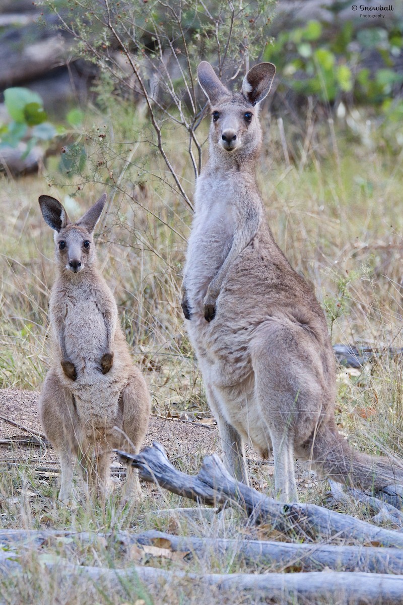 Eastern Grey Kangaroo - ML647429734