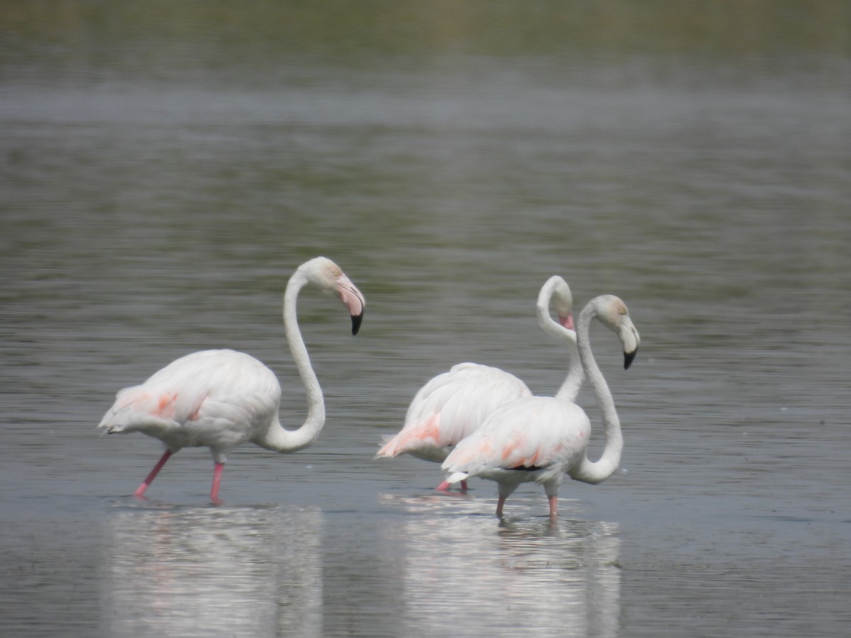 Flamant rose - ML647429765