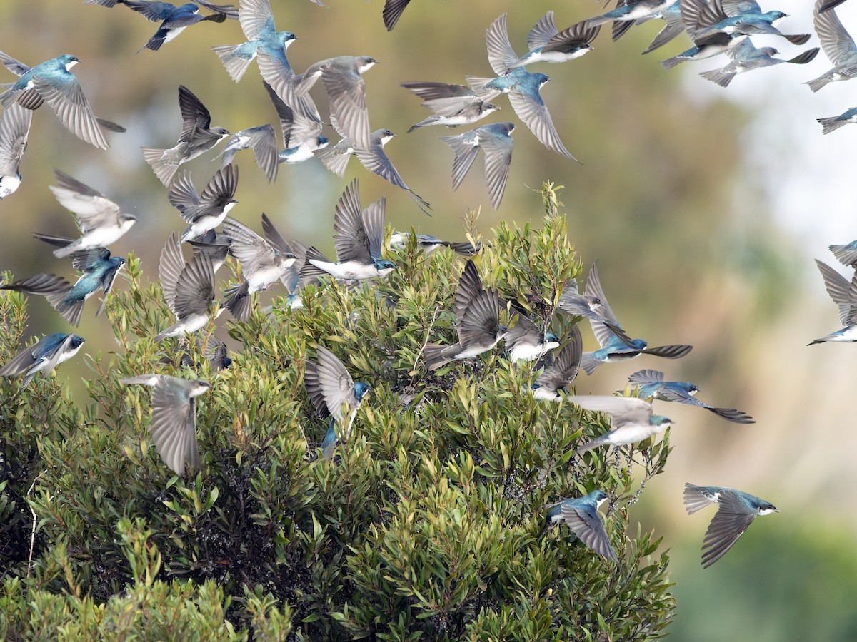 Tree Swallow - ML647429797