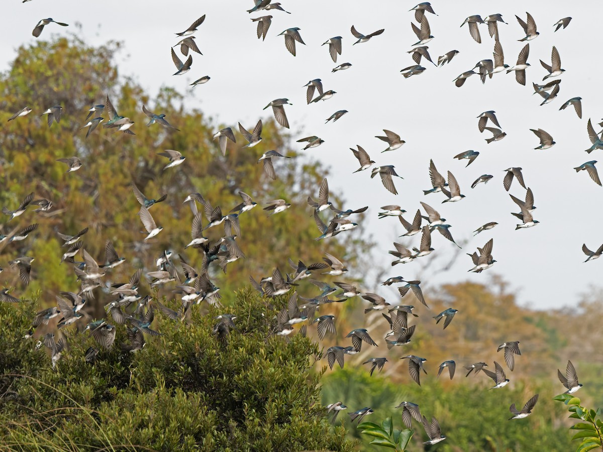 Tree Swallow - ML647429800