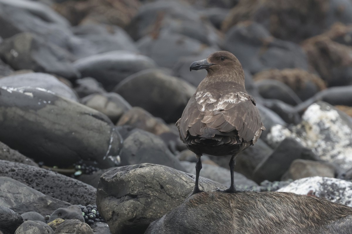 Антарктический поморник - ML647429802