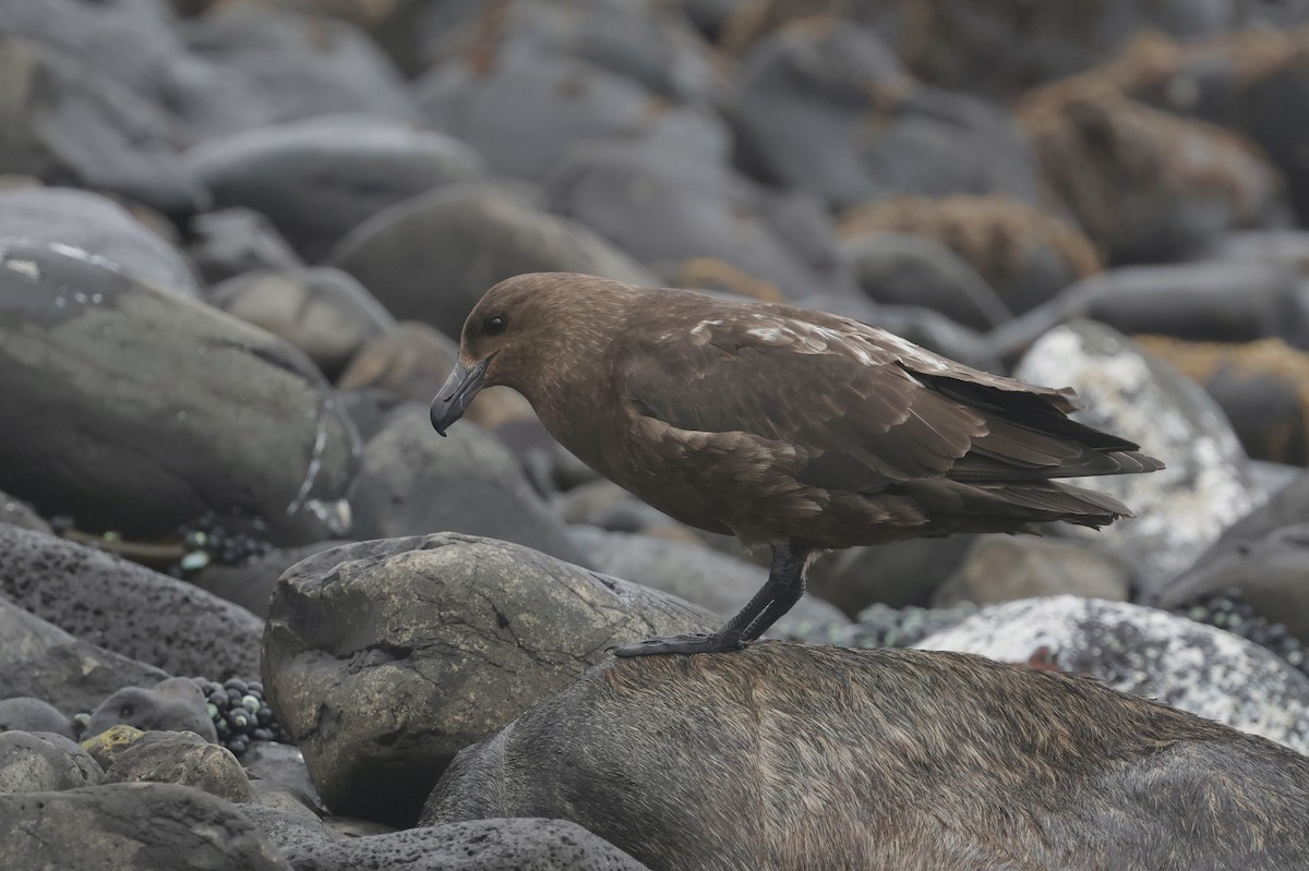 Антарктический поморник - ML647429803