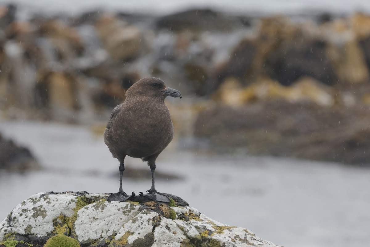 Антарктический поморник - ML647429804