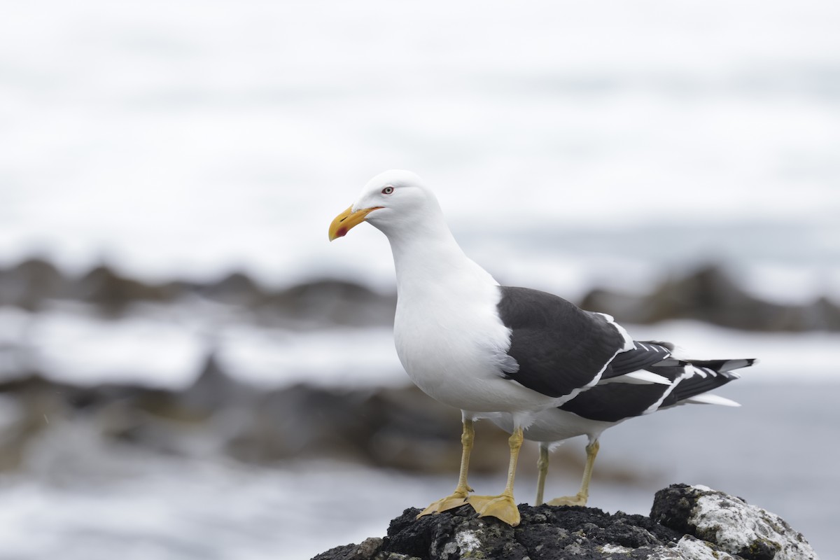 Доминиканская чайка - ML647429832