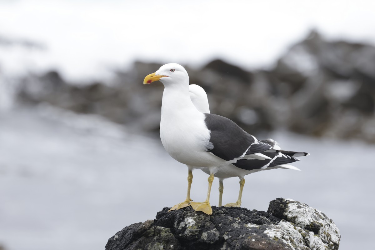 Доминиканская чайка - ML647429833