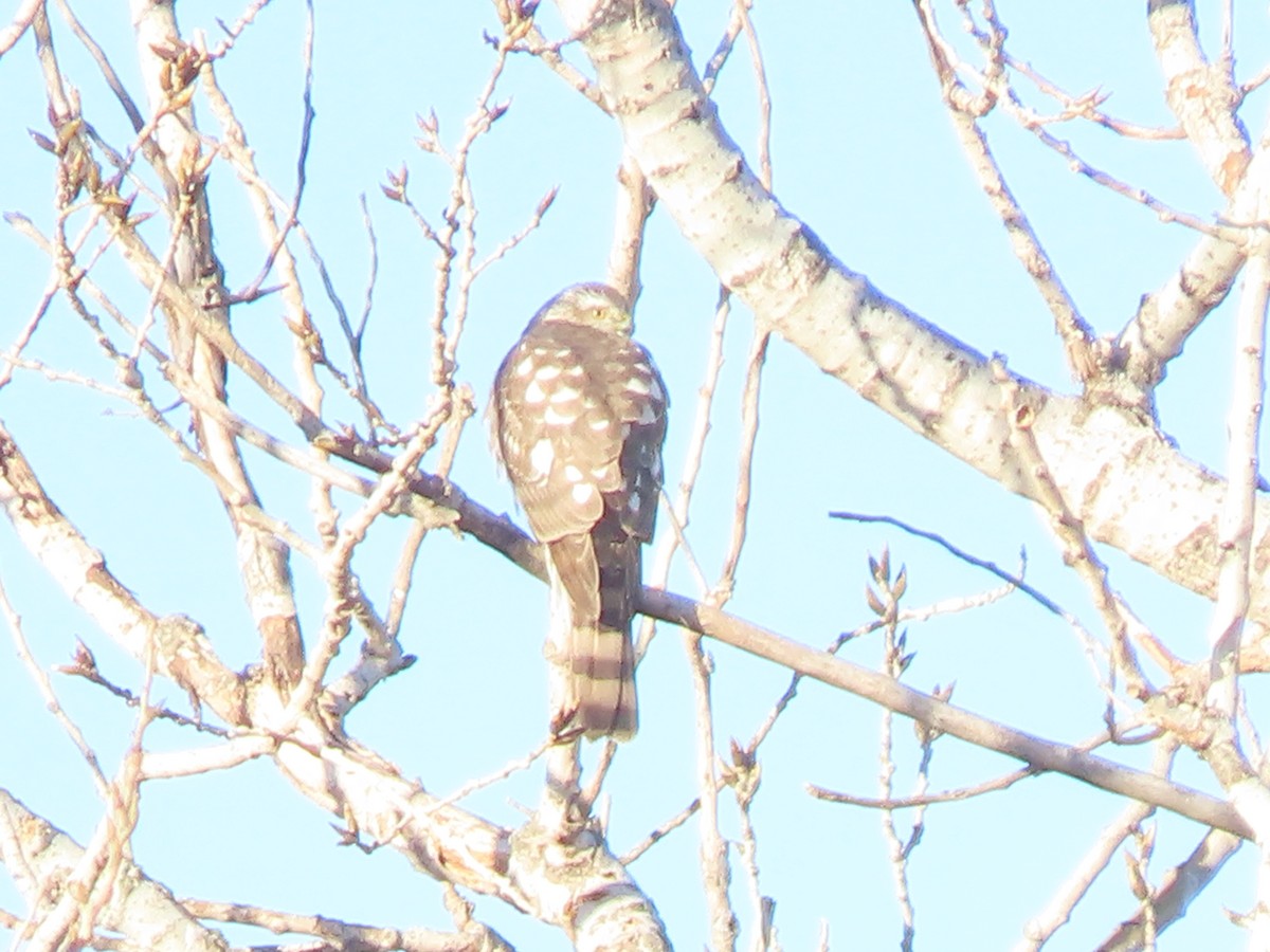 Sharp-shinned Hawk - ML647429838