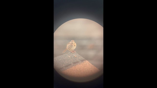 גיבתונית רוננת - ML647429878