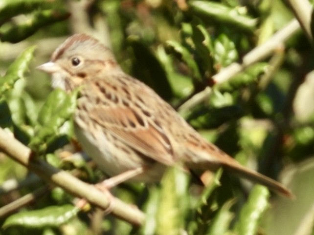 Lincoln's Sparrow - ML647429888