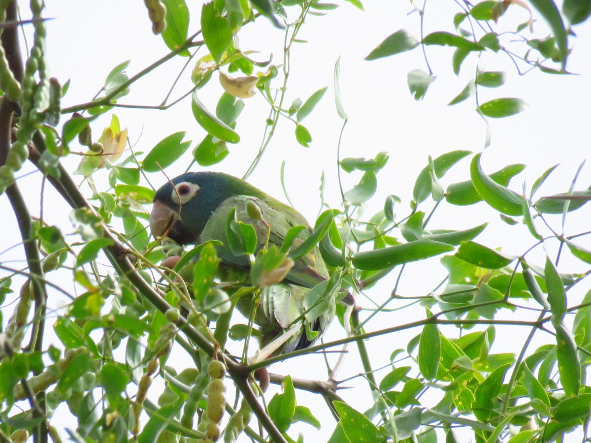Blue-crowned Parakeet - ML647429889