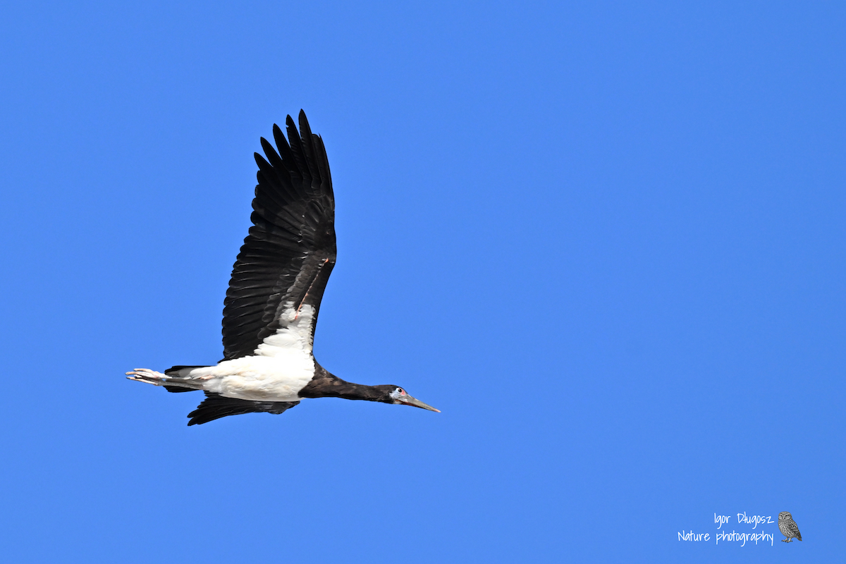 Abdim's Stork - ML647429898