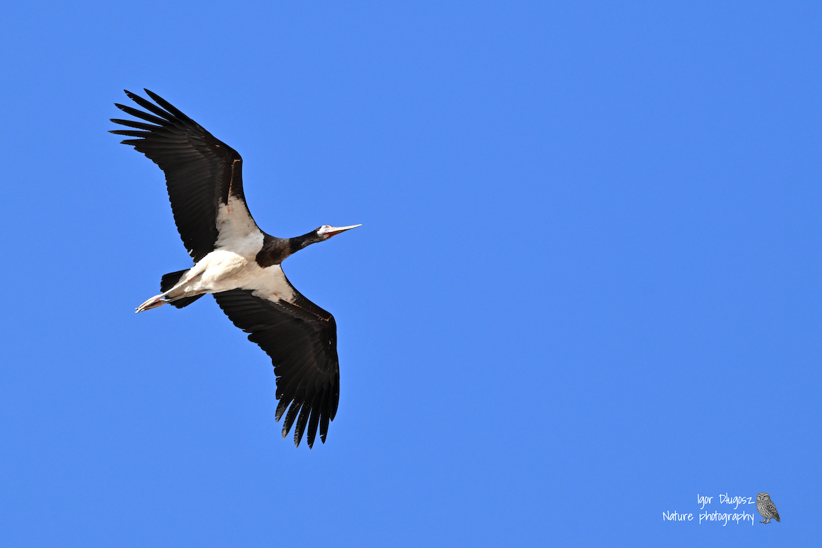 Abdim's Stork - ML647429900