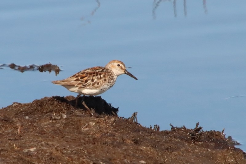 Gambecchio dell'Alaska - ML647429932