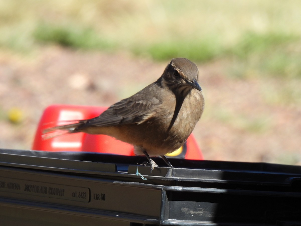 Black-billed Shrike-Tyrant - ML647429933