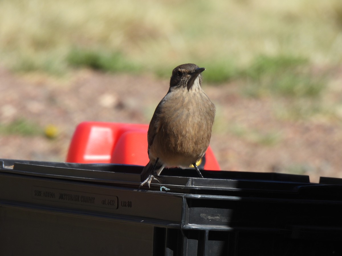 Black-billed Shrike-Tyrant - ML647429934