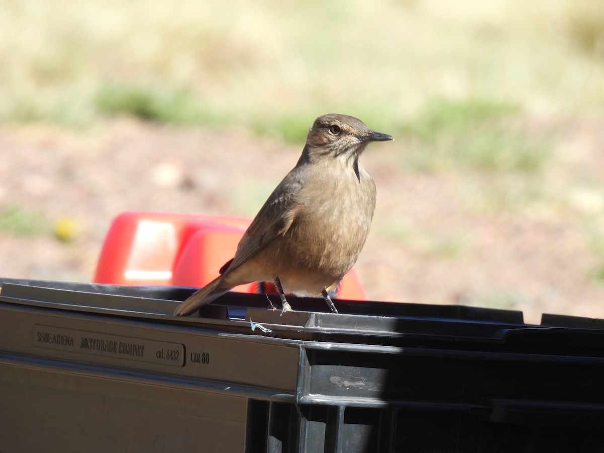 Black-billed Shrike-Tyrant - ML647429935