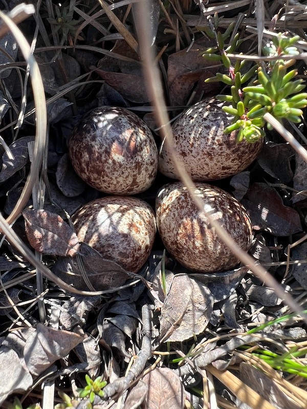 Gambecchio dell'Alaska - ML647429939