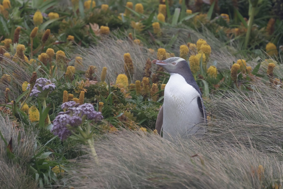 Великолепный пингвин - ML647429944