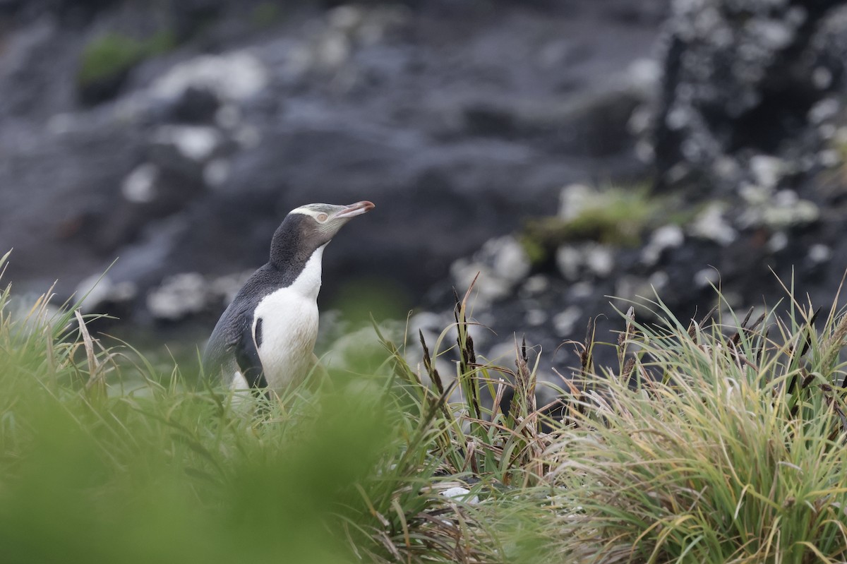 Великолепный пингвин - ML647429945