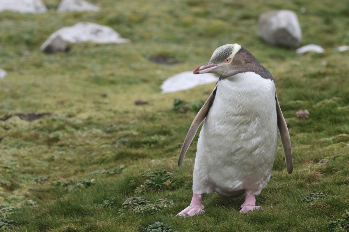 Великолепный пингвин - ML647429946