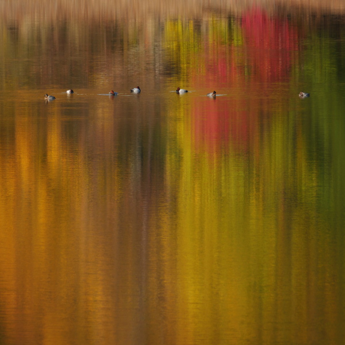 Попелюх звичайний - ML647429947