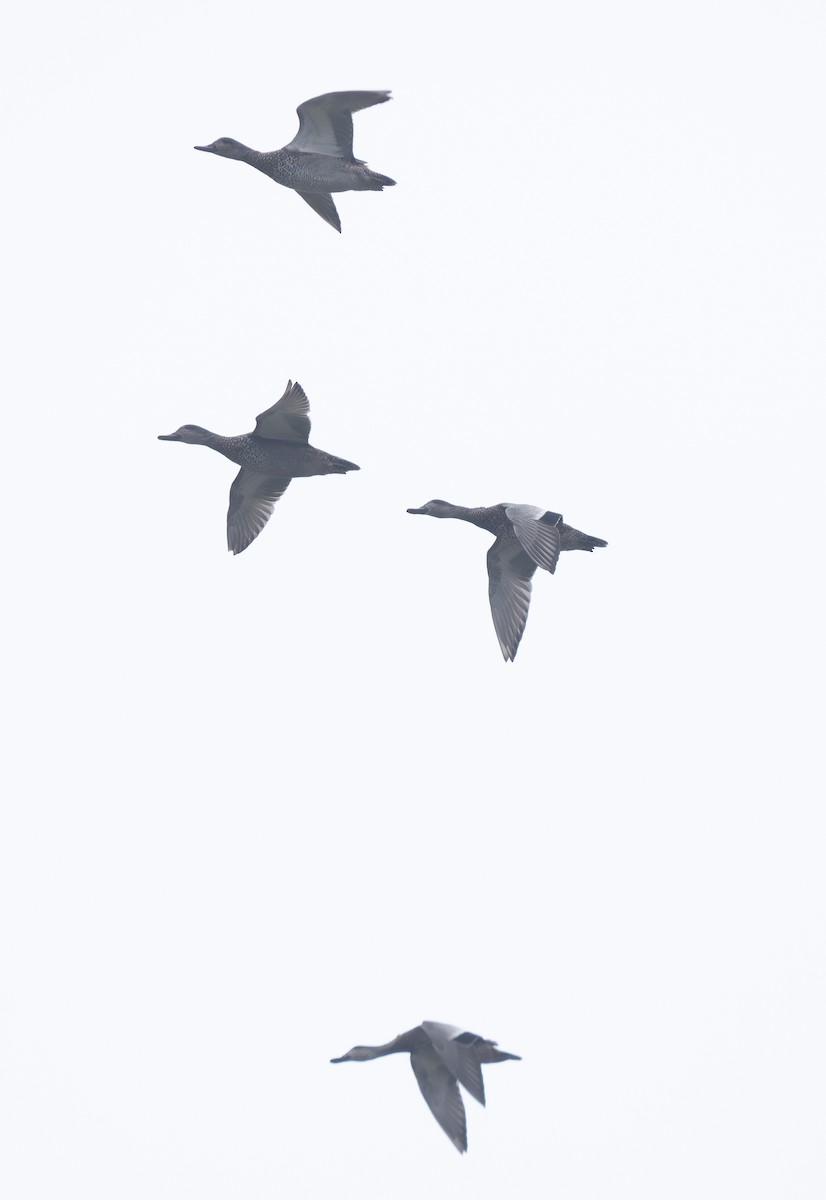 Falcated Duck - ML647429972