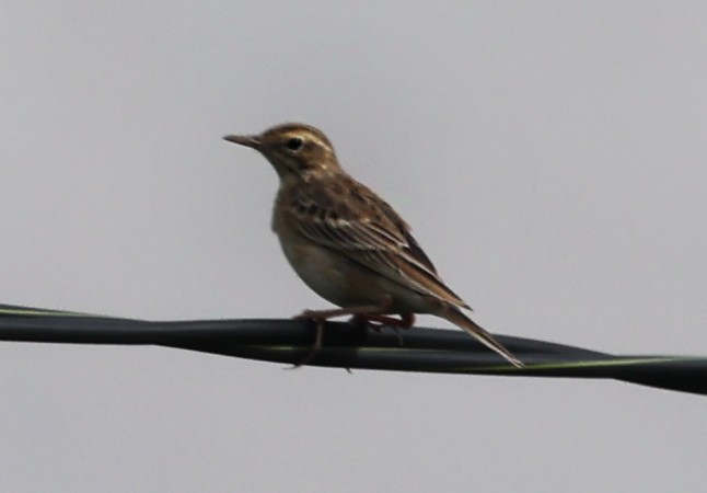 Richard's Pipit - ML647429999