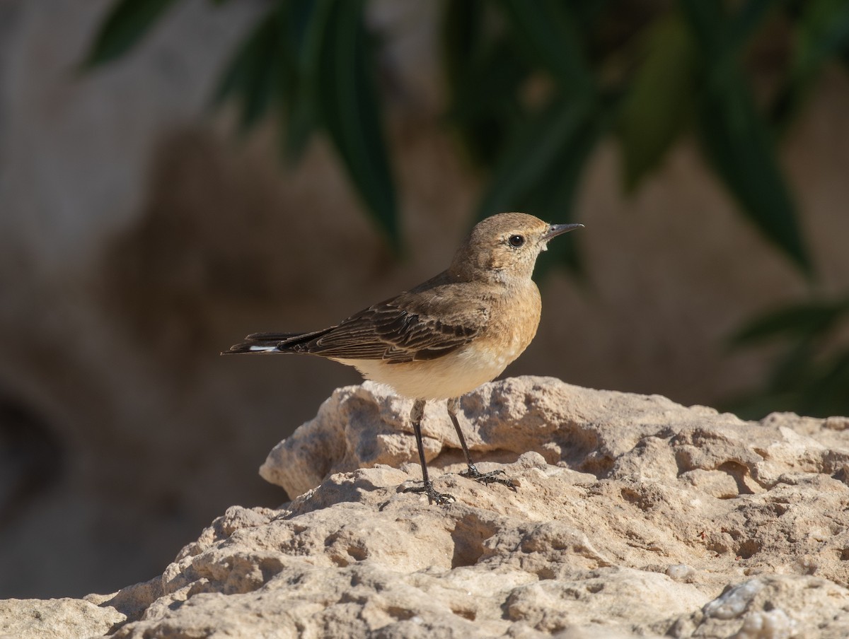 Мяраан чогчиго - ML647430003