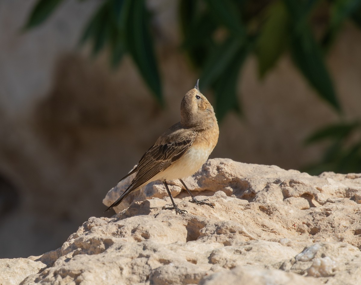 Мяраан чогчиго - ML647430004