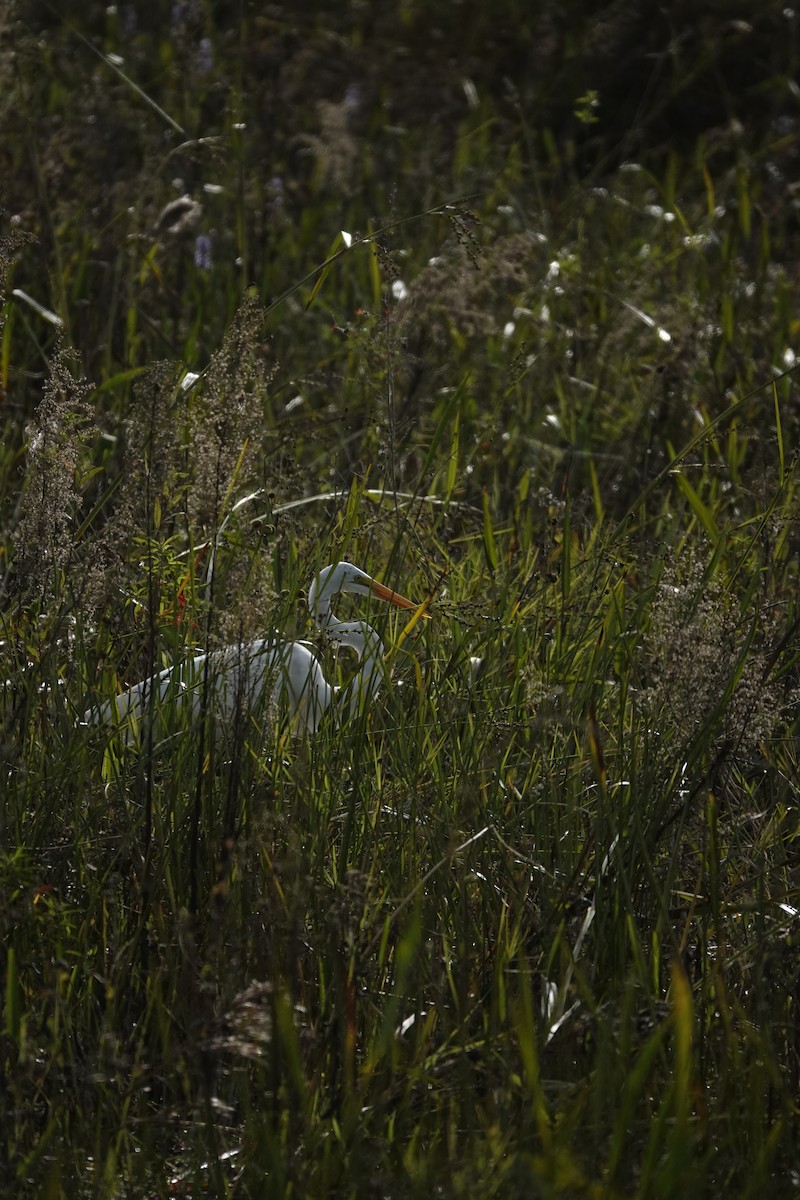 volavka bílá - ML647430008