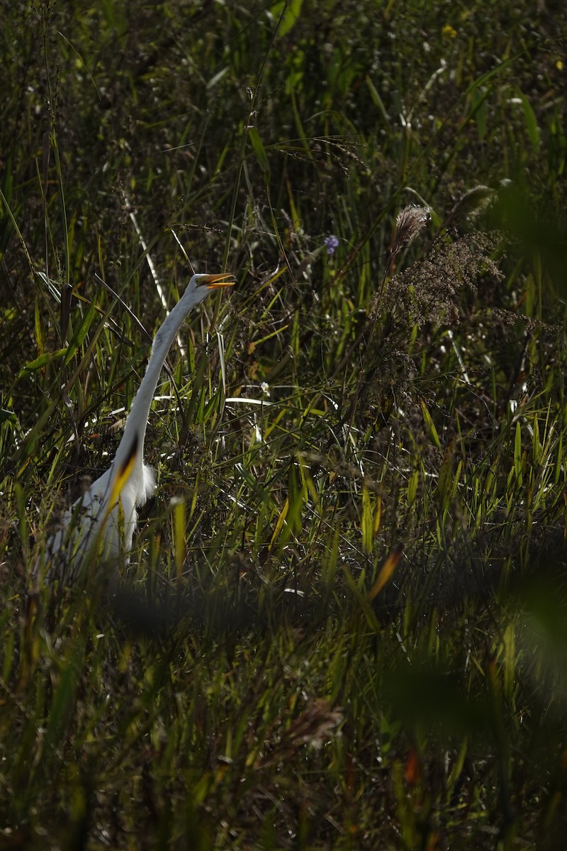 volavka bílá - ML647430009