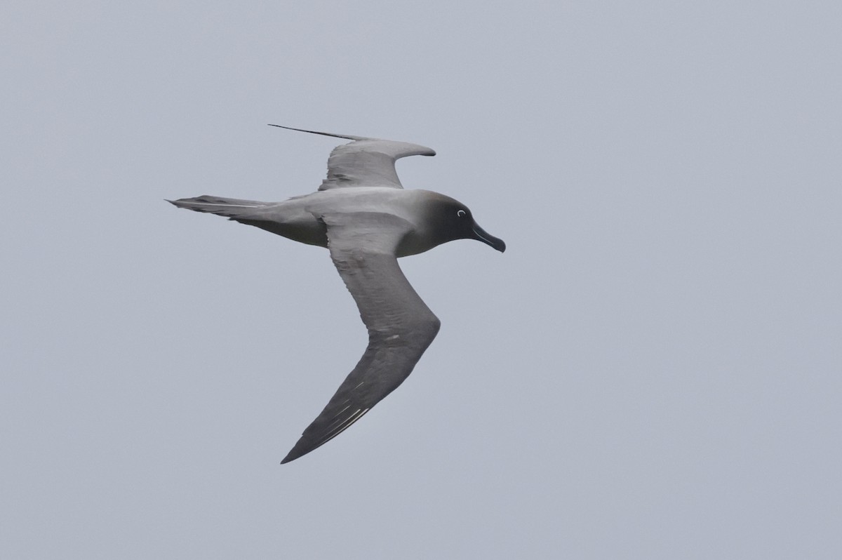 Светлоспинный альбатрос - ML647430014