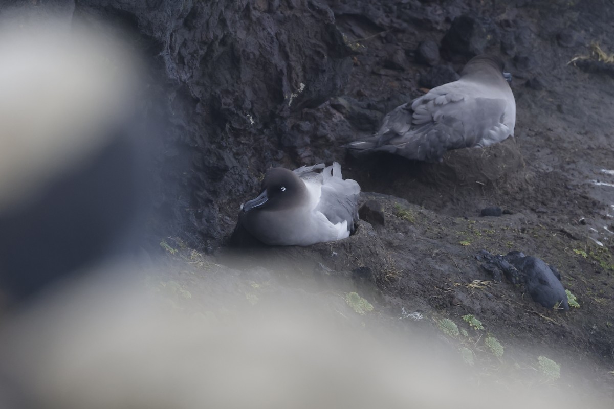 Светлоспинный альбатрос - ML647430015