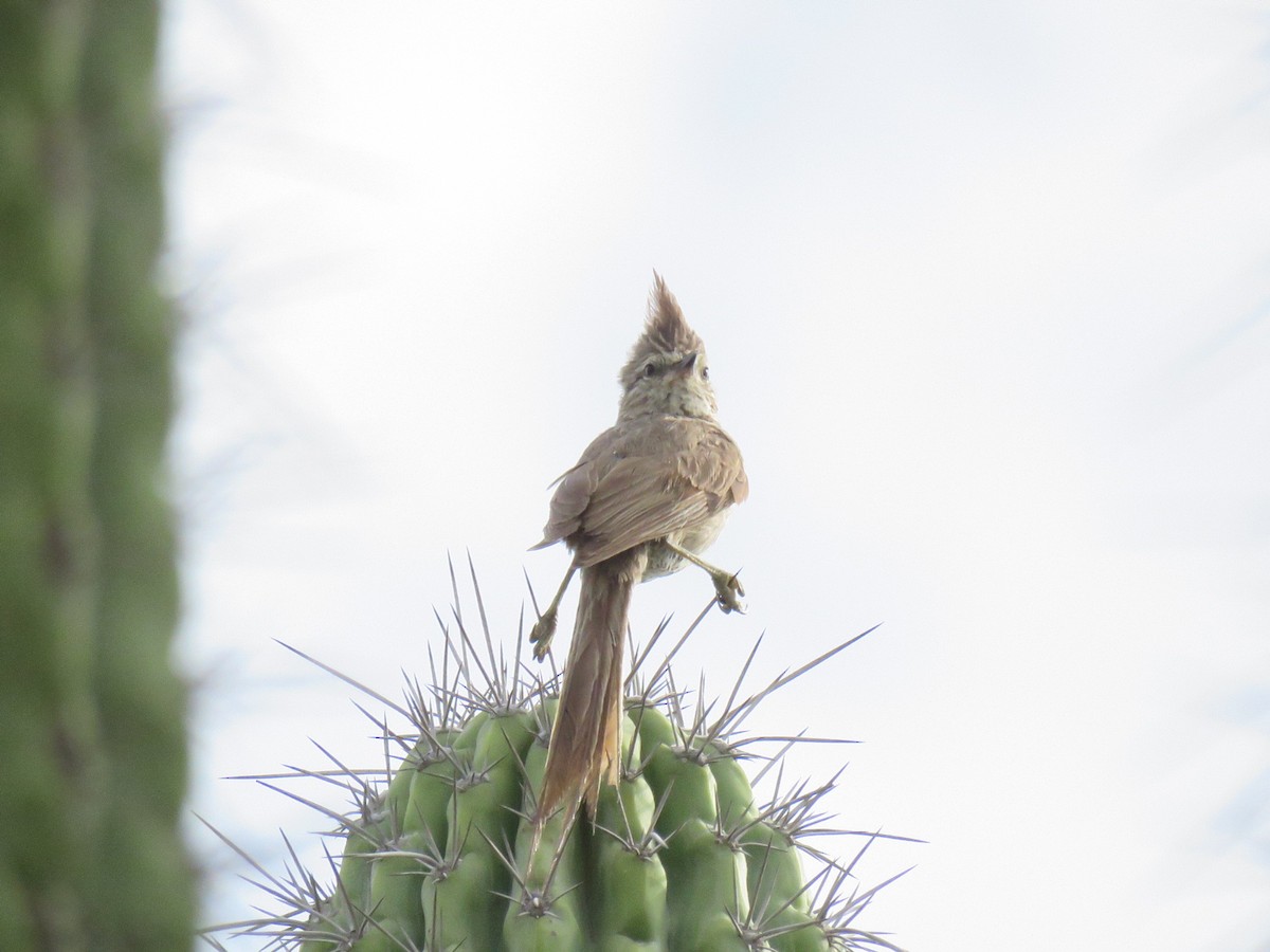 Tufted Tit-Spinetail - ML647430016